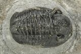 Detailed Gerastos Trilobite Fossil - Morocco #226623-1